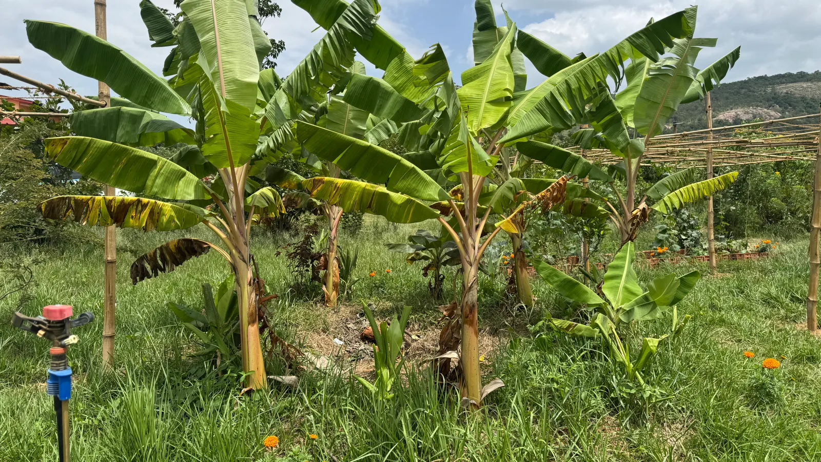 Banana Pits